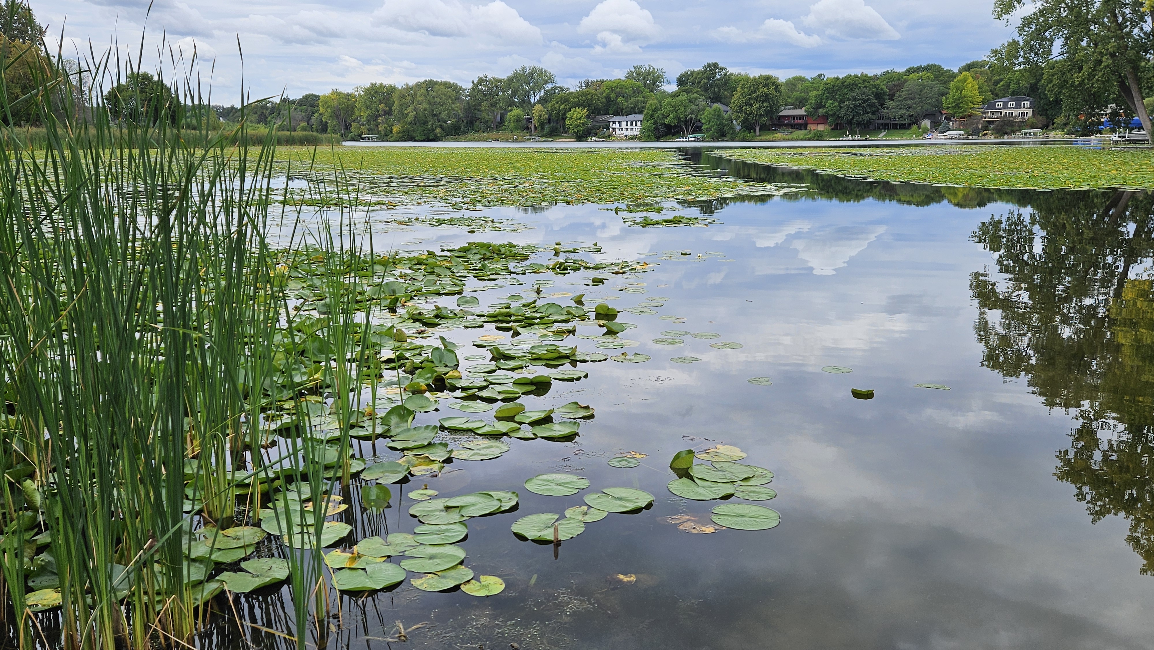 View of Sweeney Lake with cattails and water lilies